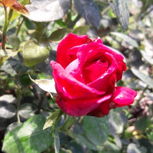 Rosa fuerte - Rosas híbridas de té